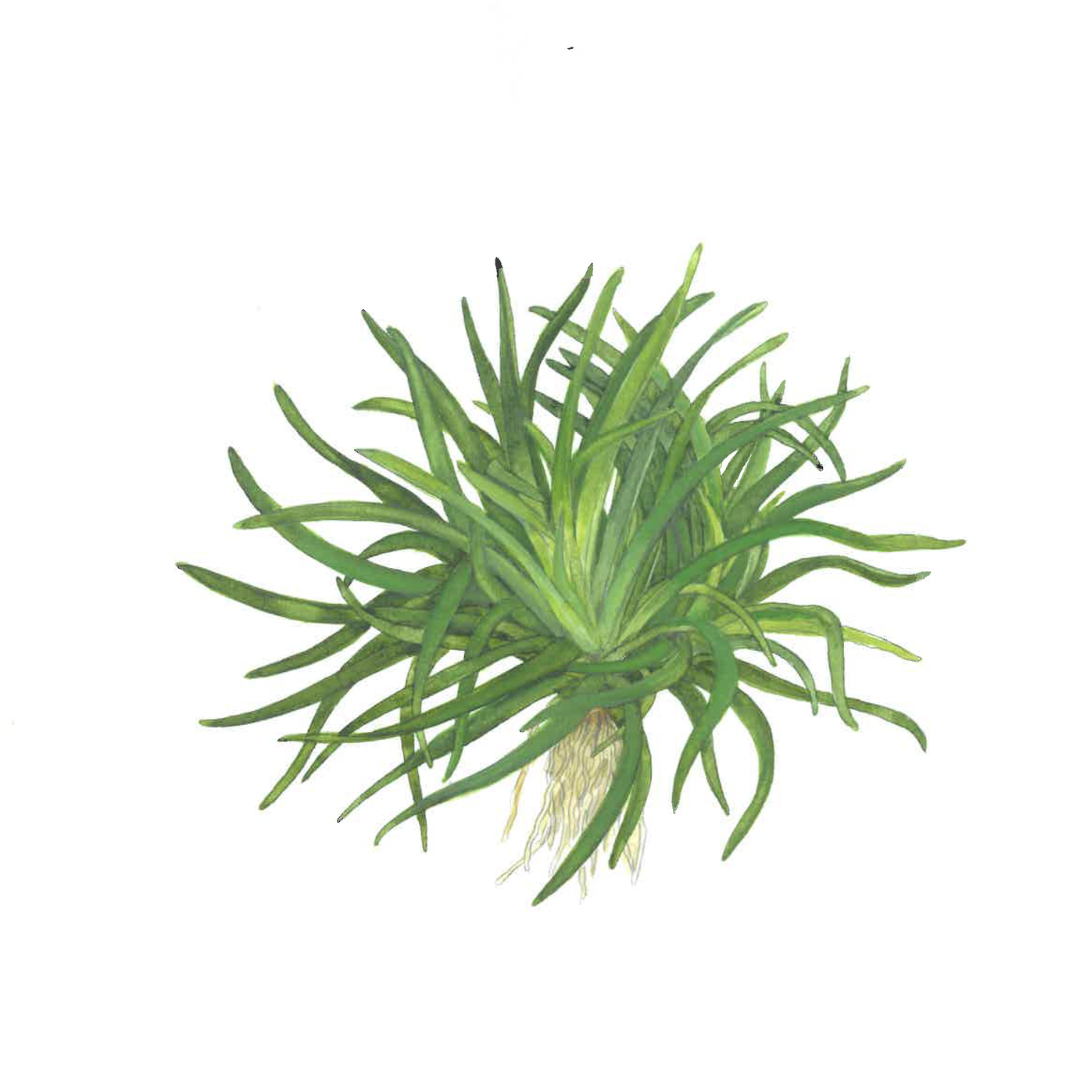 Eriocaulon sp. "Vietnam" Tropica