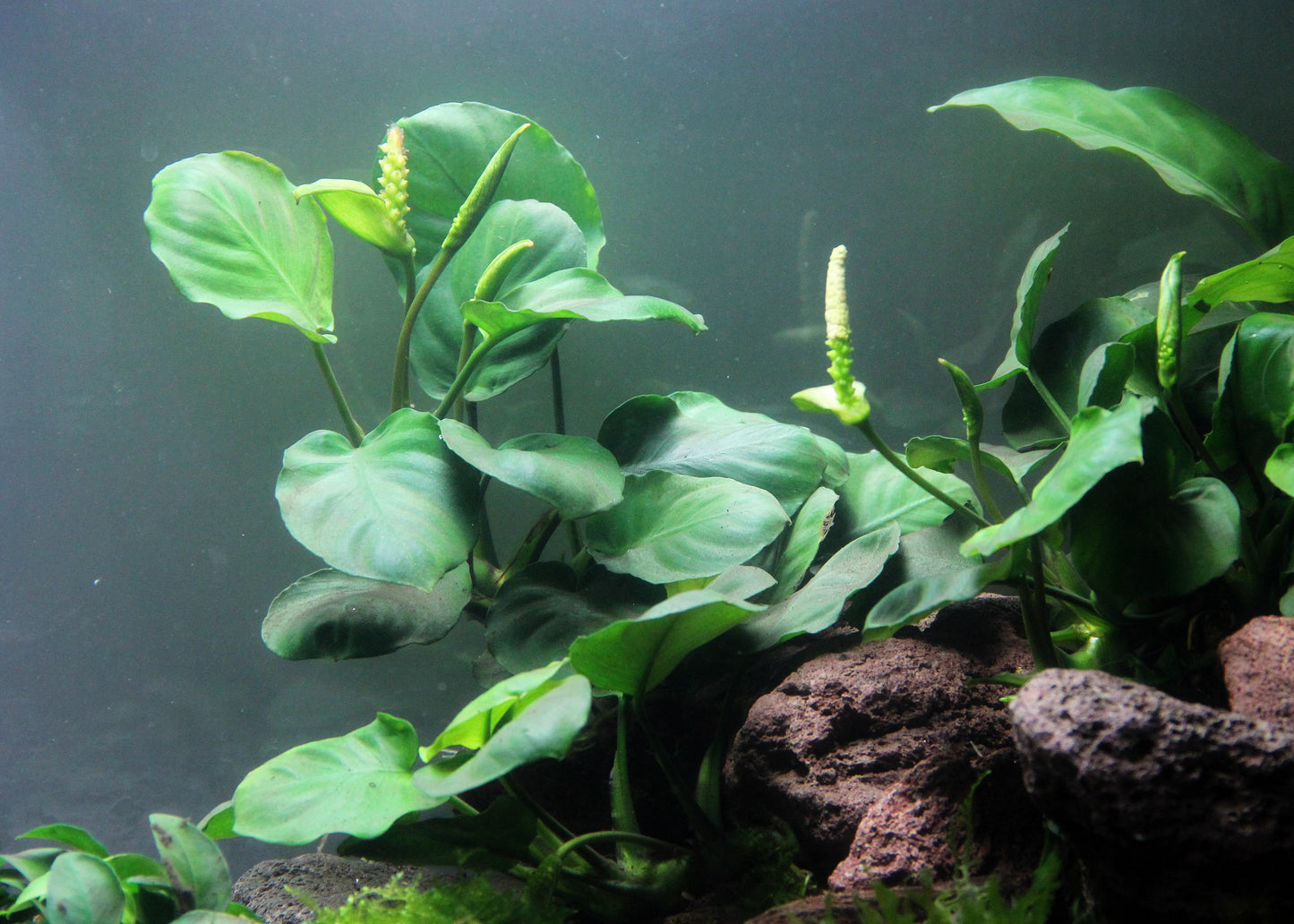 Anubias Coin Leaf AQUADIP