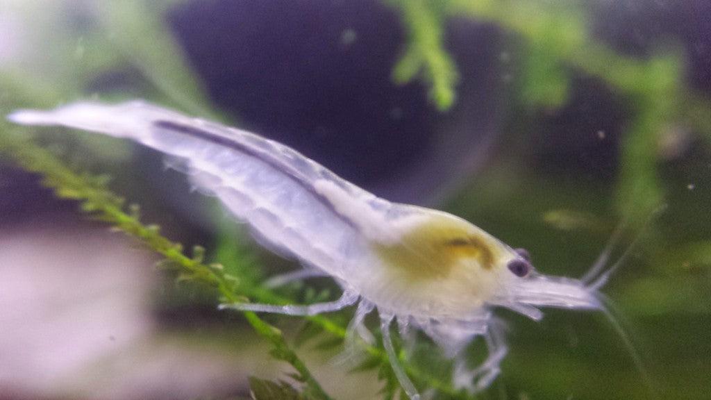 Snowball / White Pearl Shrimp