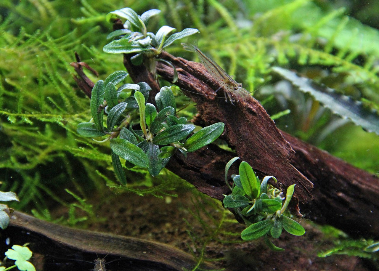 Bucephalandra caterina AQUADIP