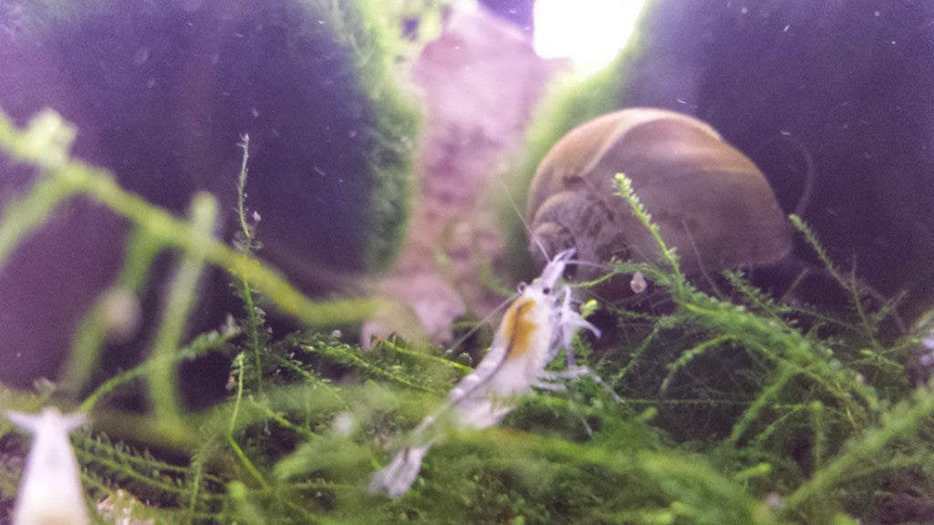 Snowball / White Pearl Shrimp