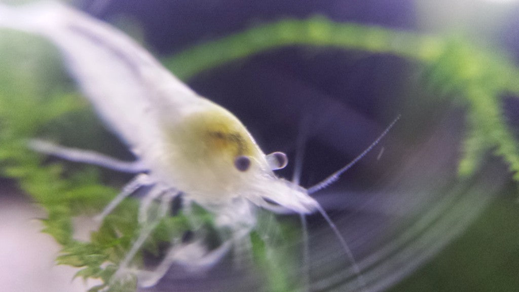 Snowball / White Pearl Shrimp