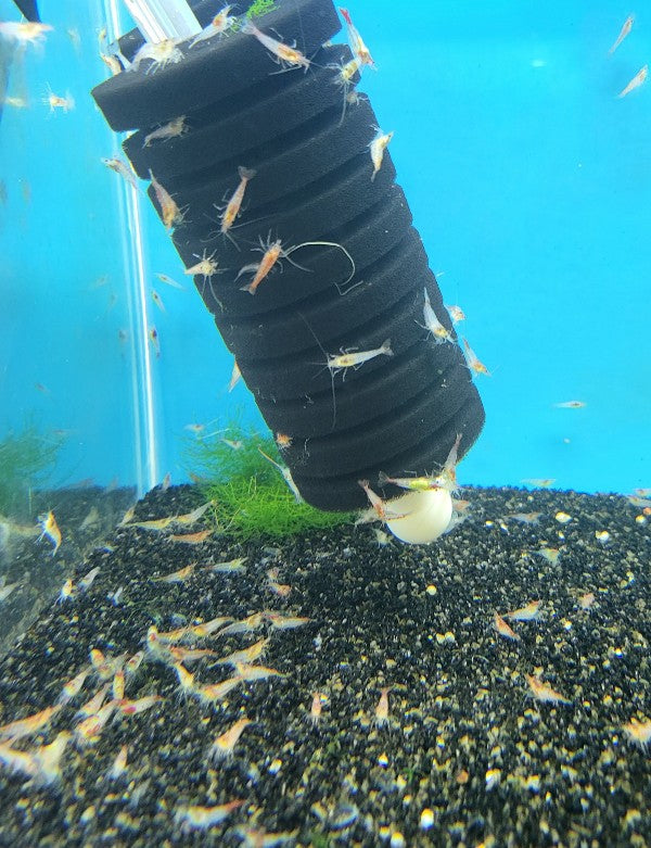 Neocaridina Algae Shrimp