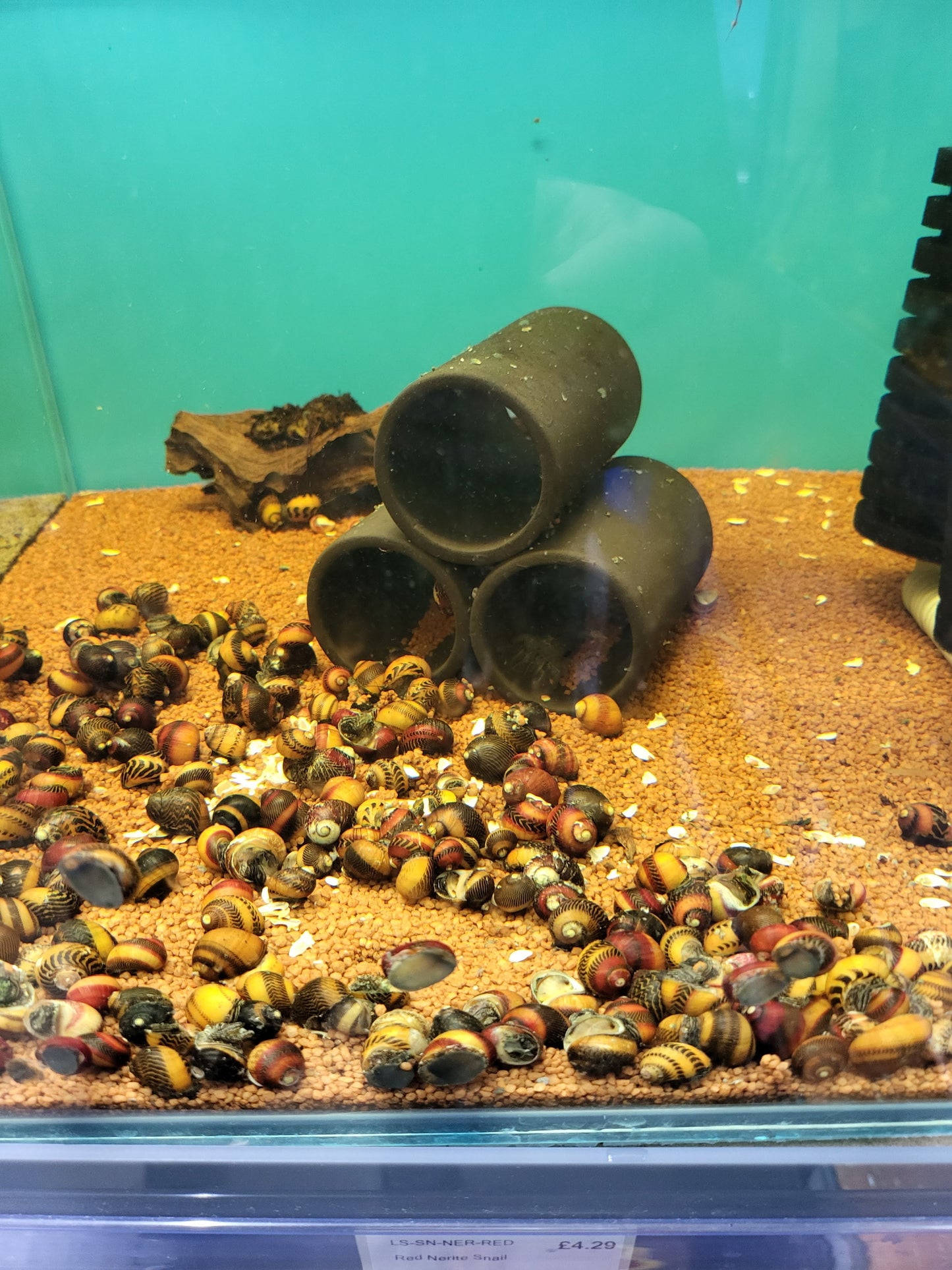 Red Nerite Snail