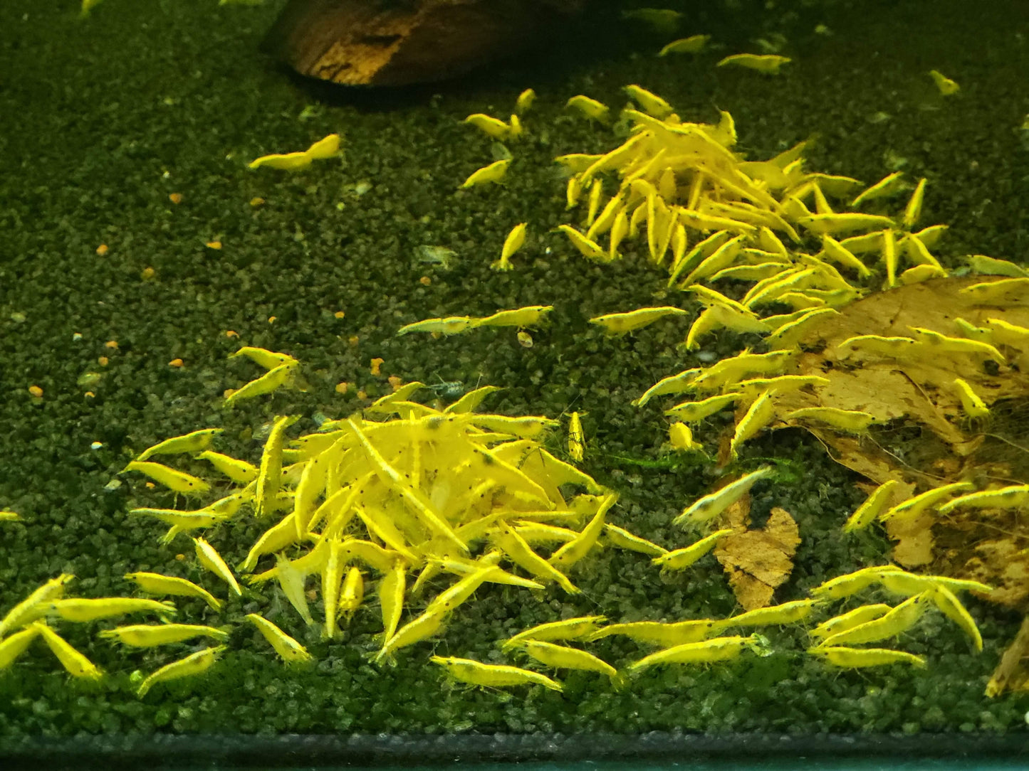 Yellow Shrimp