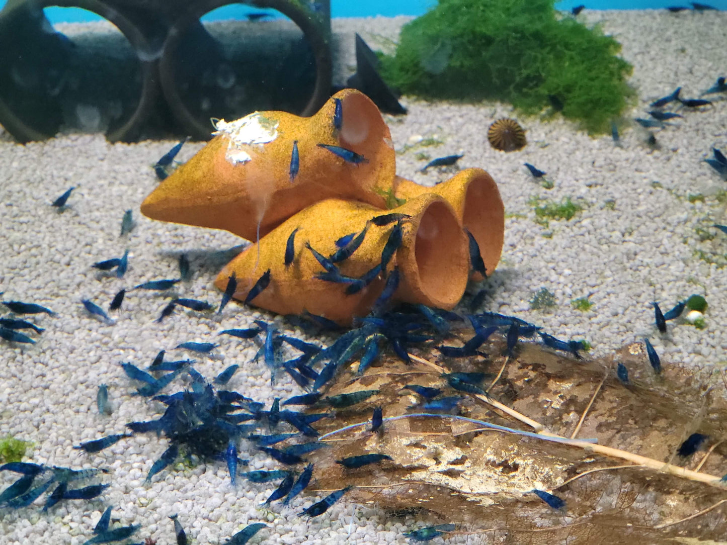 Blue Dream Shrimp