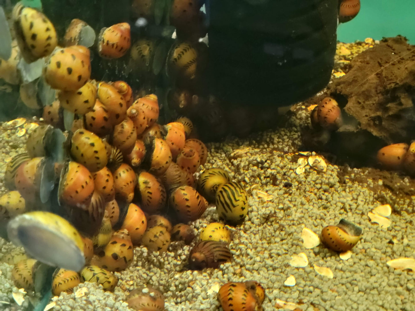 Orange Track Nerite Snail