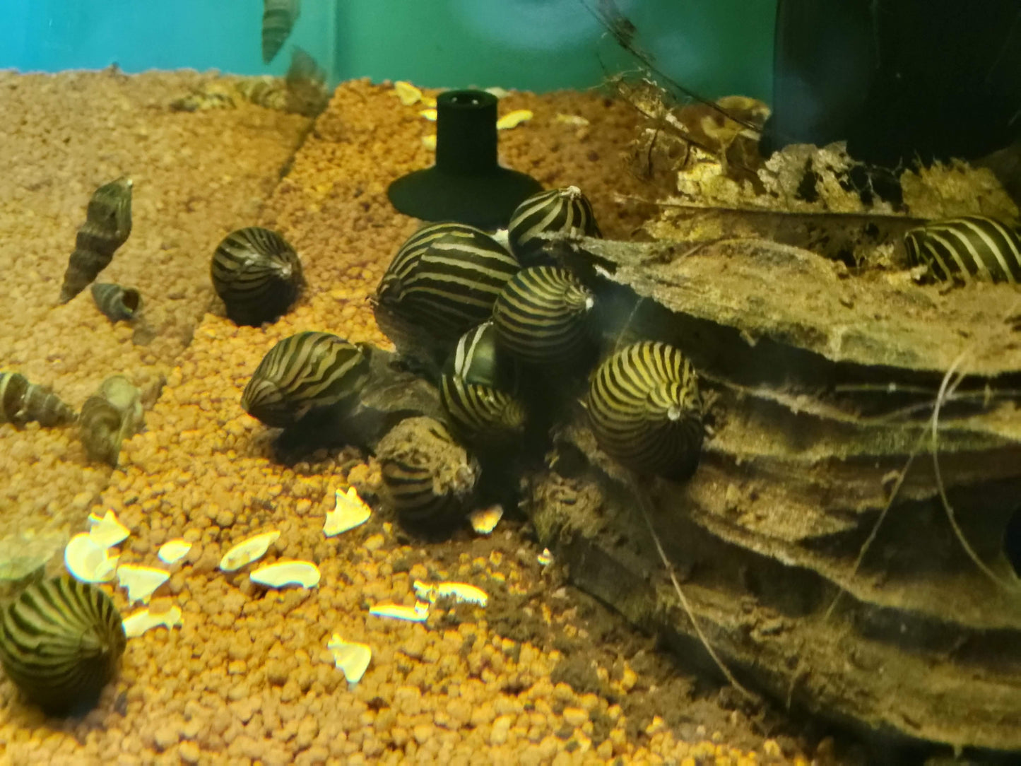 Zebra Nerite Snail