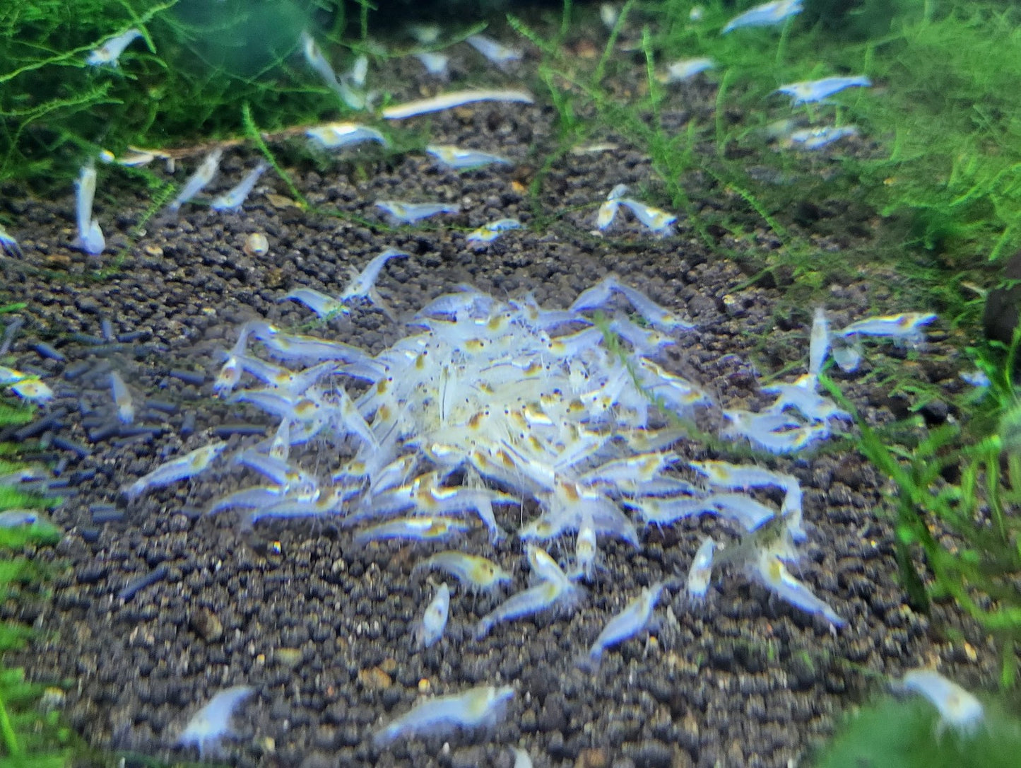 Snowball / White Pearl Shrimp