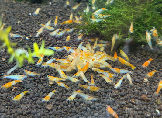 Orange Rili Shrimp