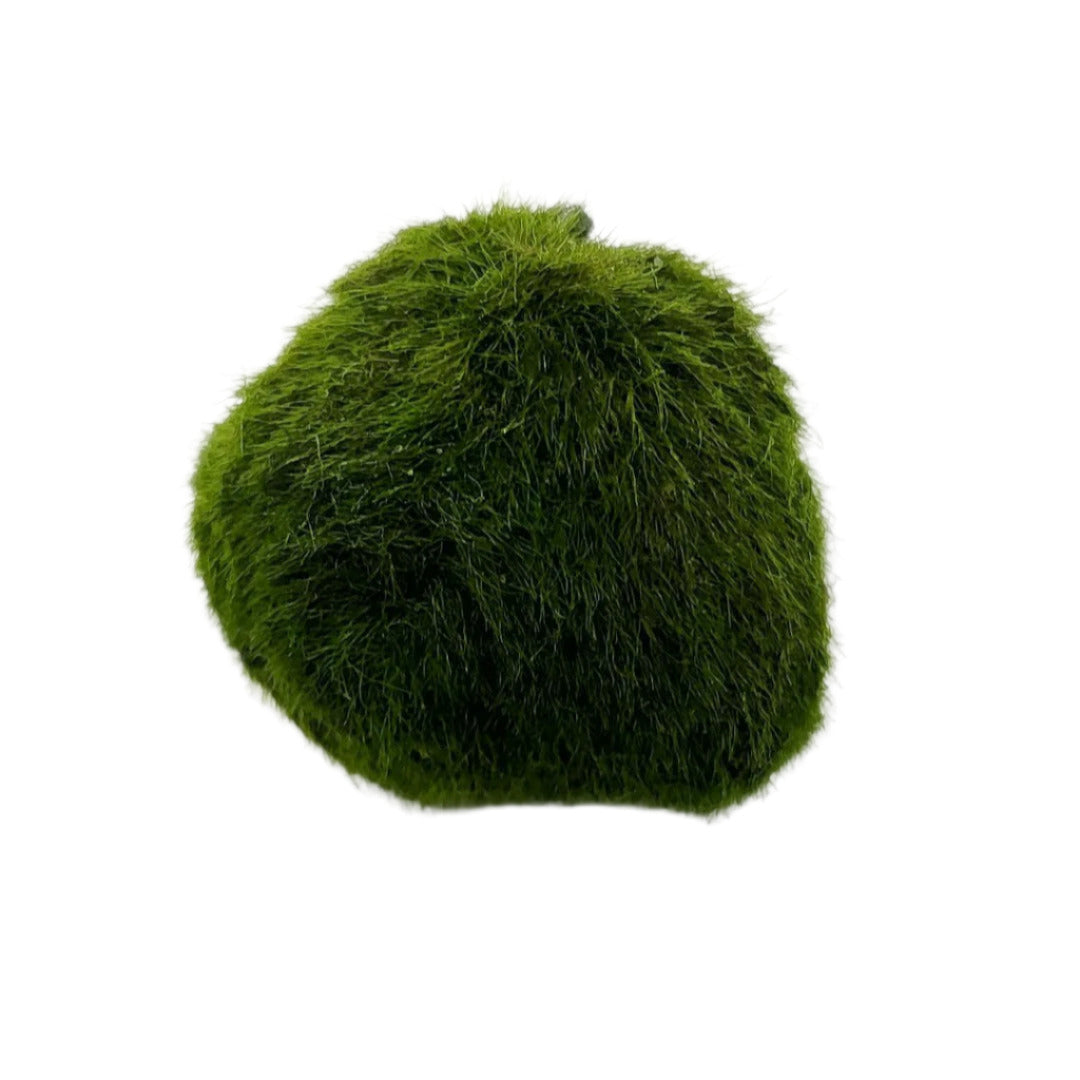 Marimo Moss Ball 2-4cm