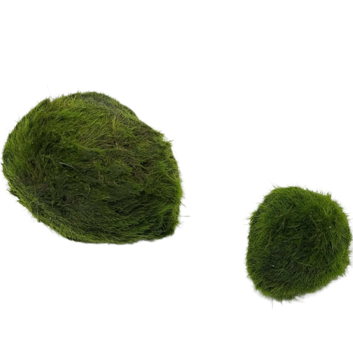 Marimo Moss Ball 2-4cm
