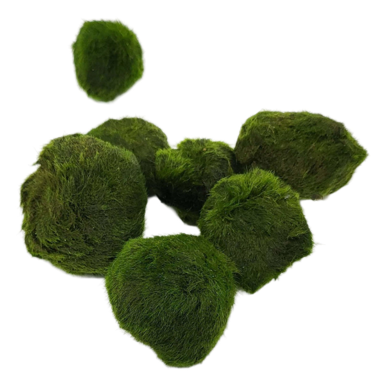 Marimo Moss Ball 2-4cm