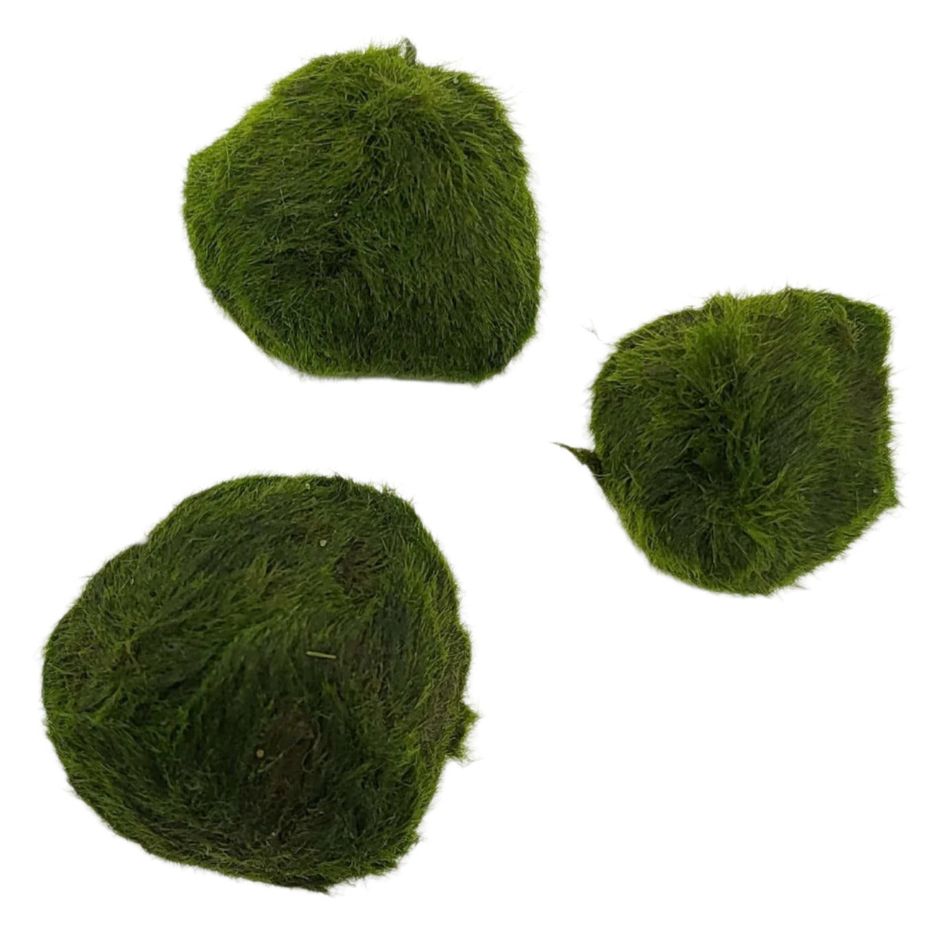 Marimo Moss Ball 2-4cm