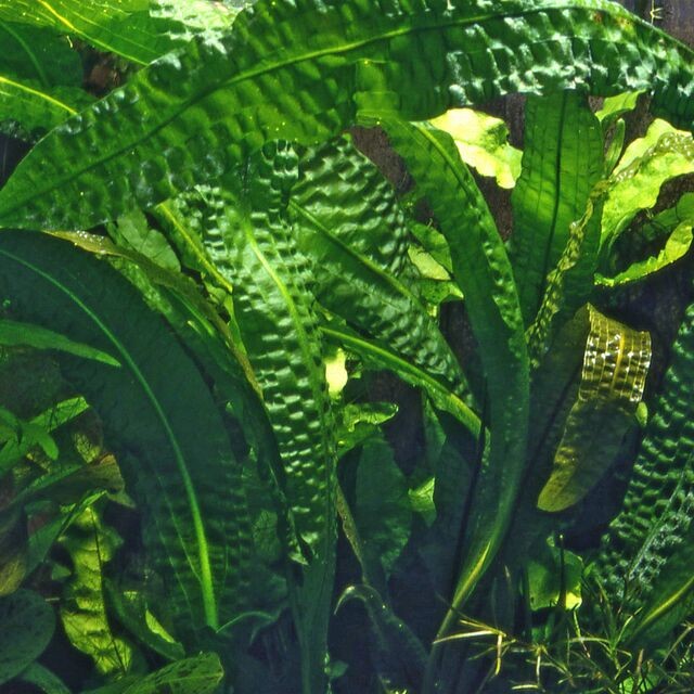 Aponogeton boivinianus BULB AQUADIP
