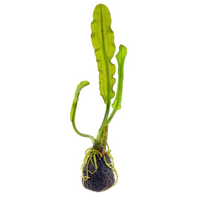 Aponogeton longiplumulosis BULB AQUADIP