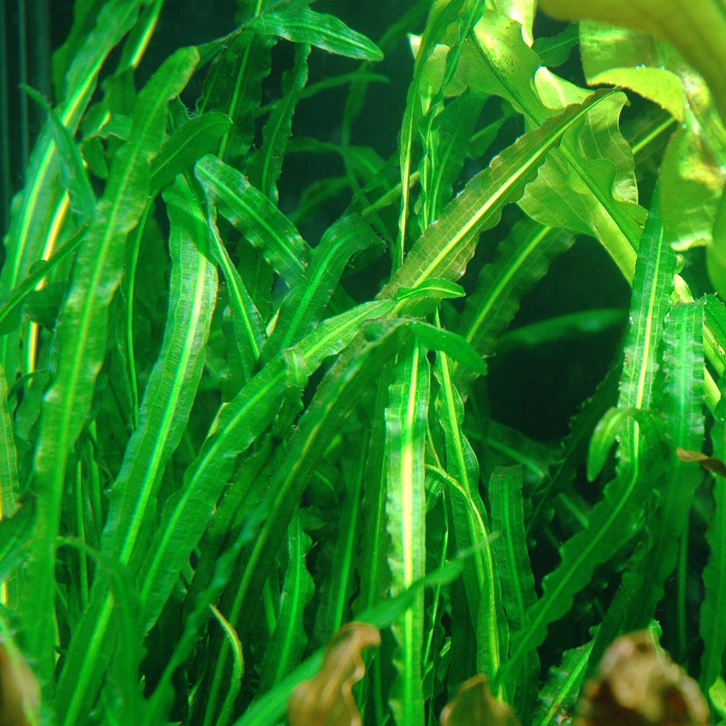 Aponogeton longiplumulosis BULB AQUADIP