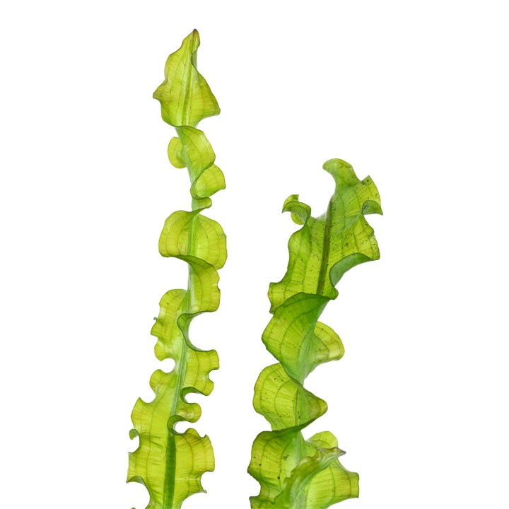 Aponogeton longiplumulosis BULB AQUADIP