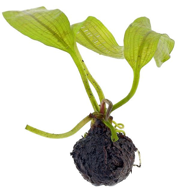 Aponogeton madagascariensis BULB AQUADIP