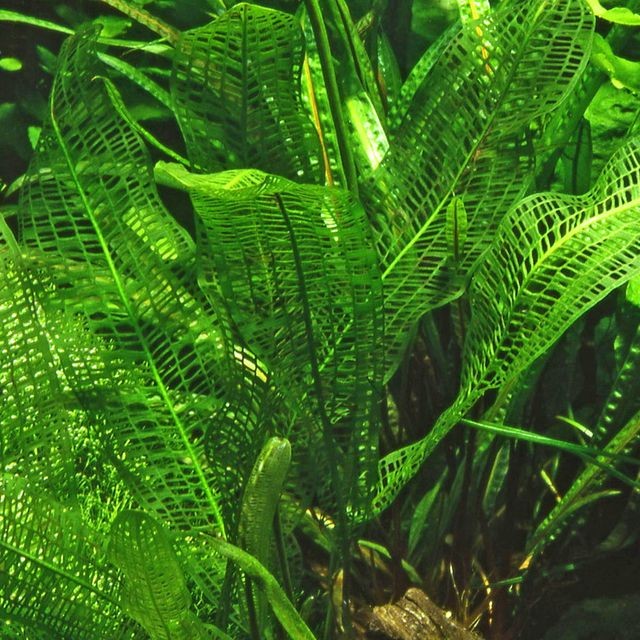 Aponogeton madagascariensis BULB AQUADIP