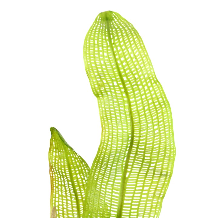Aponogeton madagascariensis BULB AQUADIP