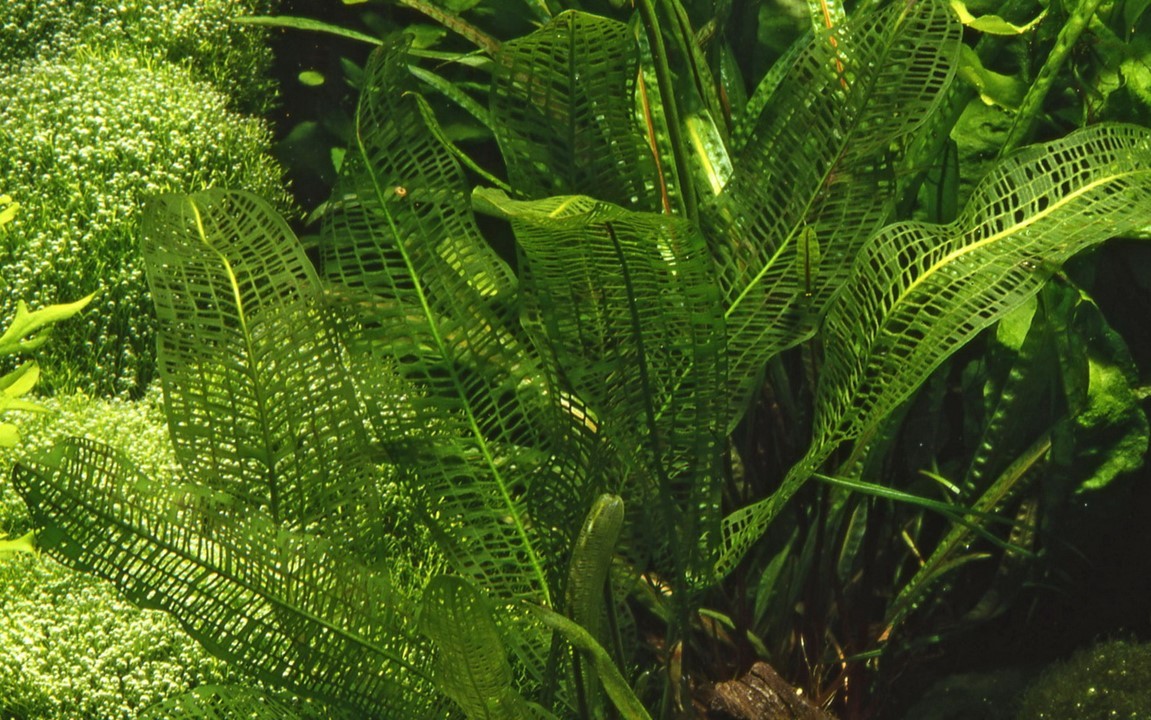 Aponogeton madagascariensis BULB AQUADIP