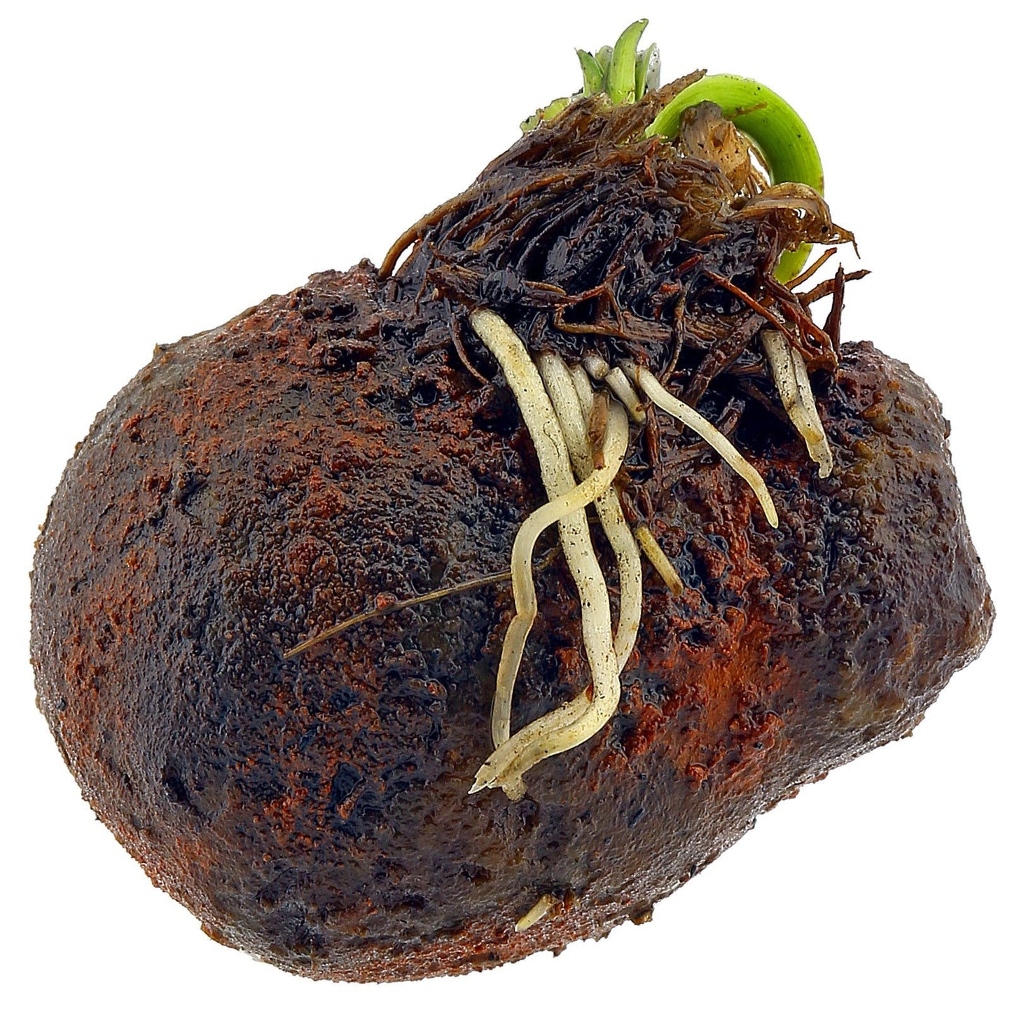 Aponogeton ulvaceus BULB AQUADIP