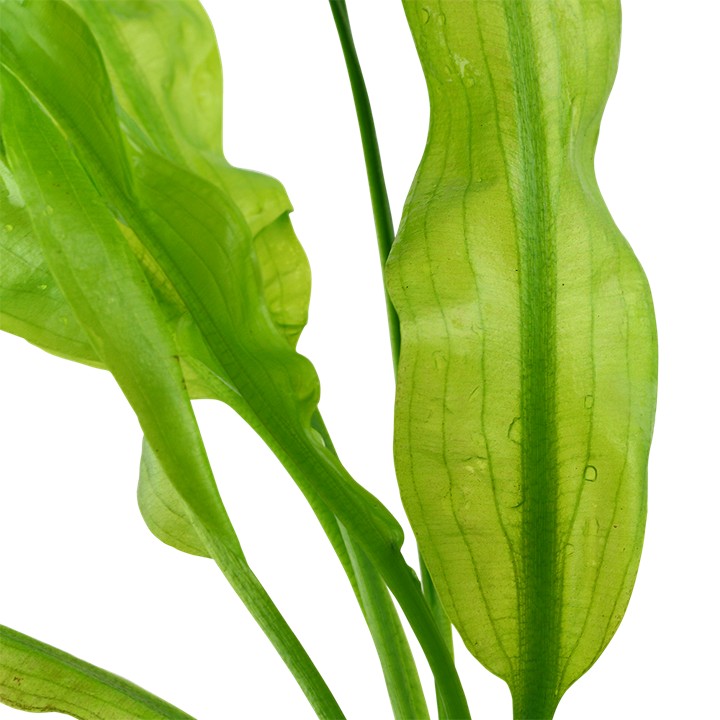 Aponogeton ulvaceus BULB AQUADIP