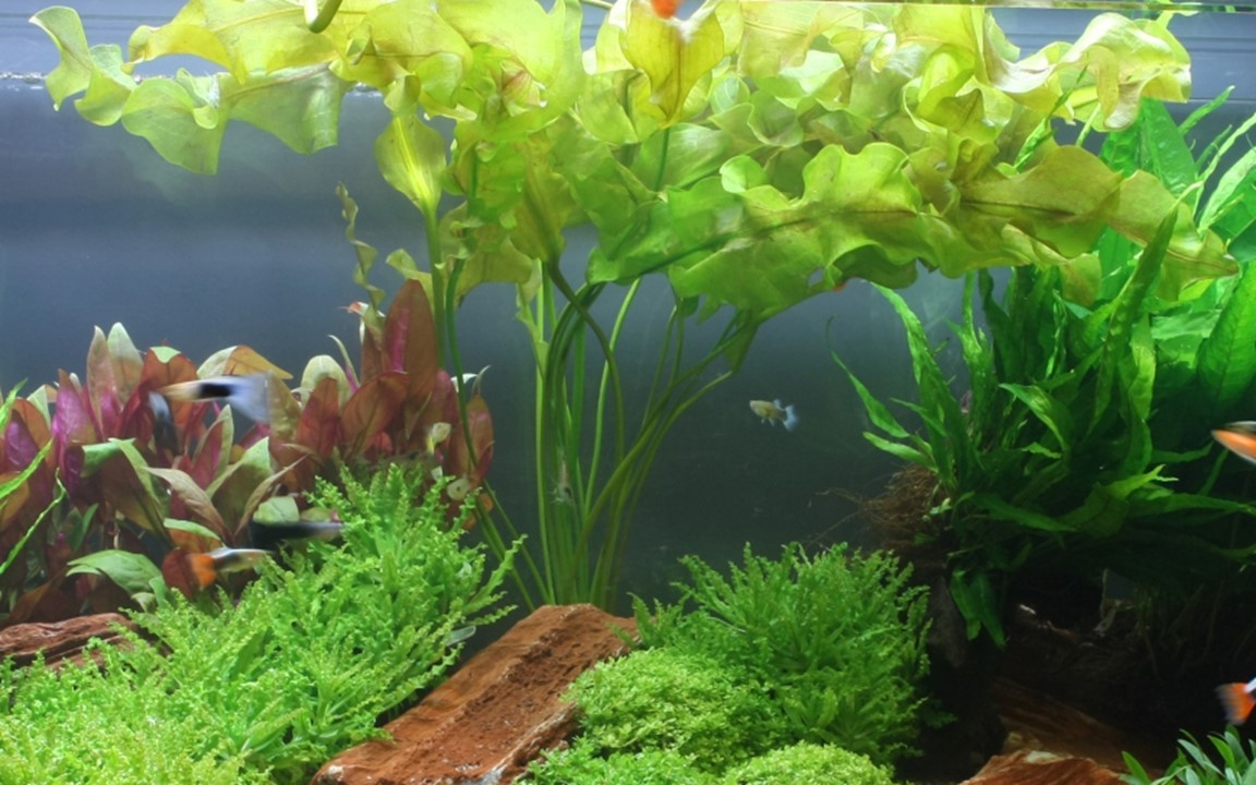 Aponogeton ulvaceus BULB AQUADIP