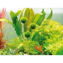 Floating Moss Ball AQUADIP