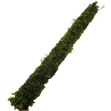 Bamboo Stick Java Moss 20cm AQUADIP