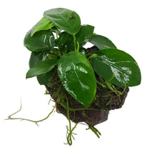 Anubias on Lava Rock 5-7cm AQUADIP