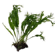 Mini Coconut Bridge with Javafern AQUADIP