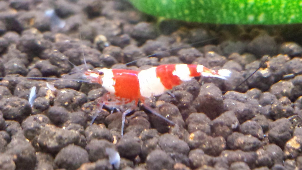 Crystal Red Shrimp