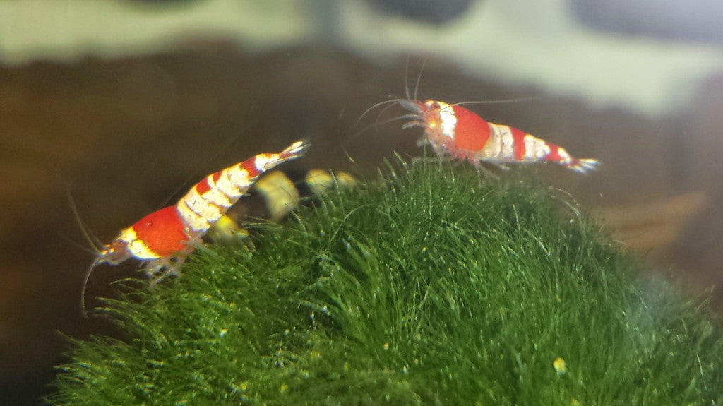 Crystal Red Shrimp