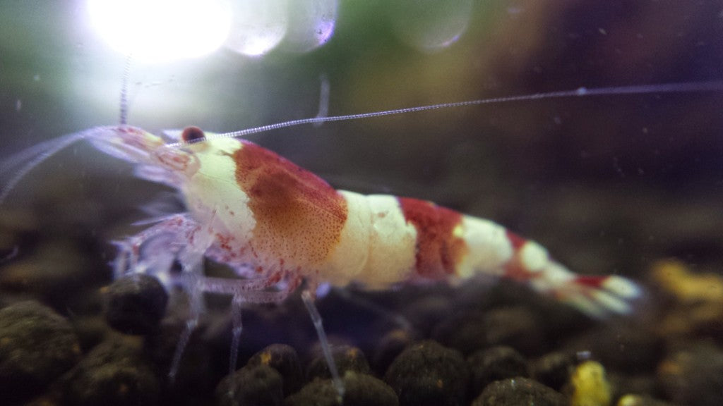 Crystal Red Shrimp