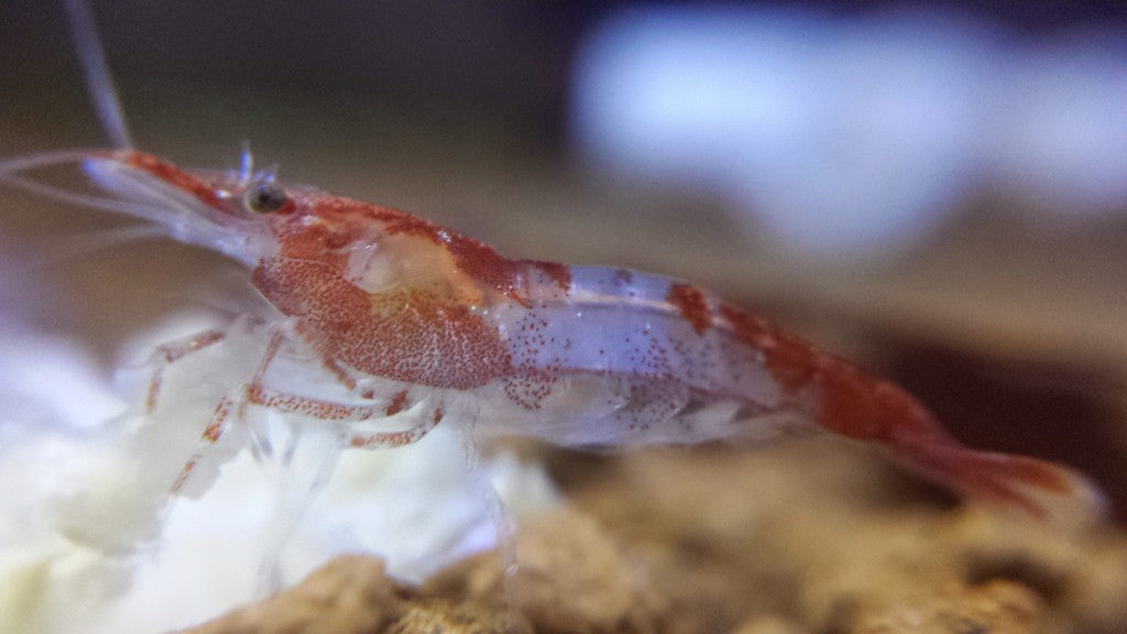 Red Rili Shrimp