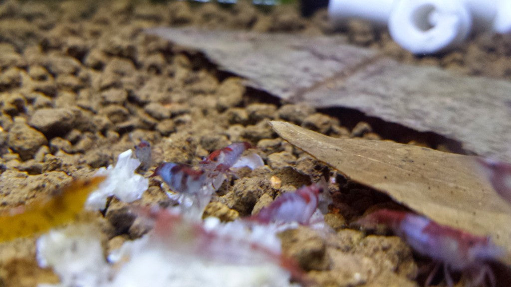 Red Rili Shrimp