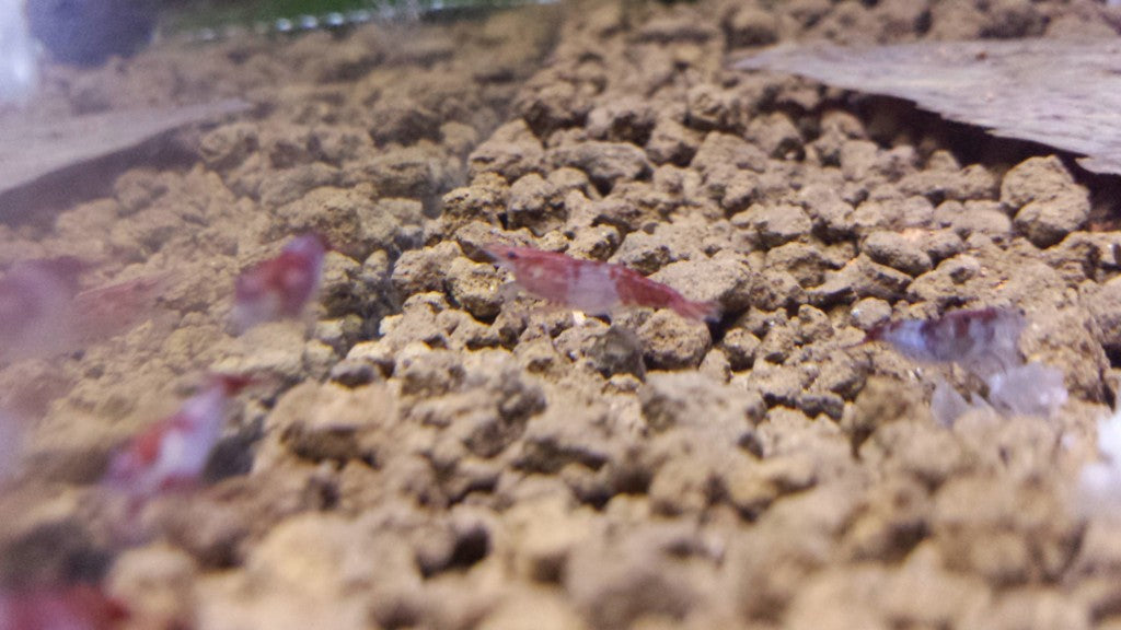 Red Rili Shrimp