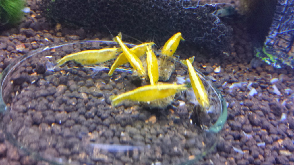Yellow Shrimp