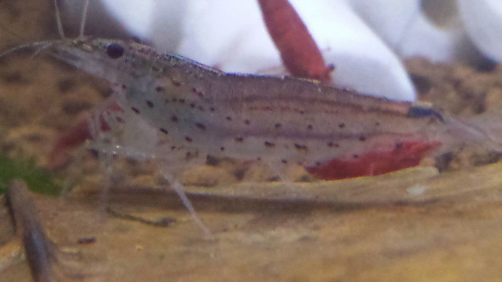 Amano Shrimp
