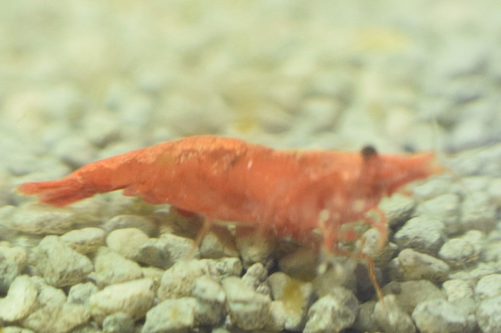 Red Cherry Shrimp