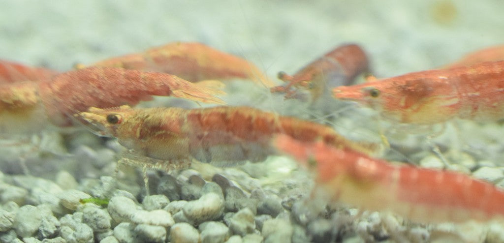 Red Cherry Shrimp
