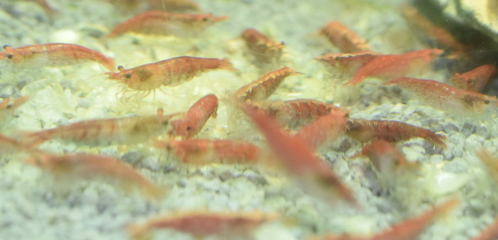 Red Cherry Shrimp