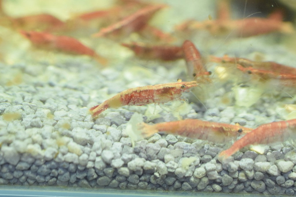 Red Cherry Shrimp