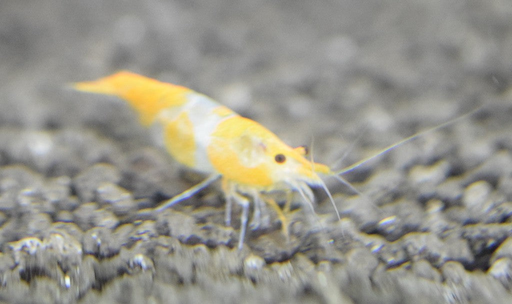 Orange Rili Shrimp