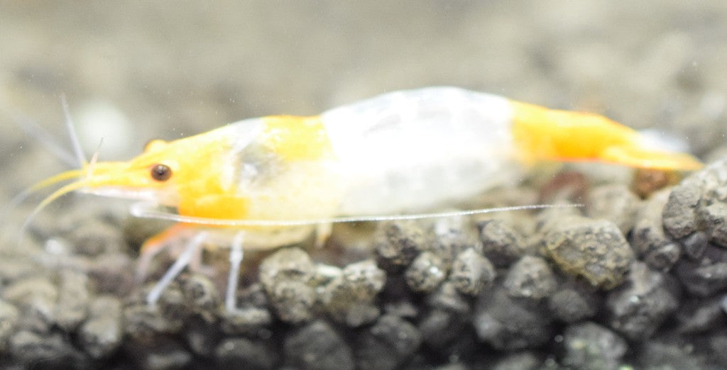 Orange Rili Shrimp