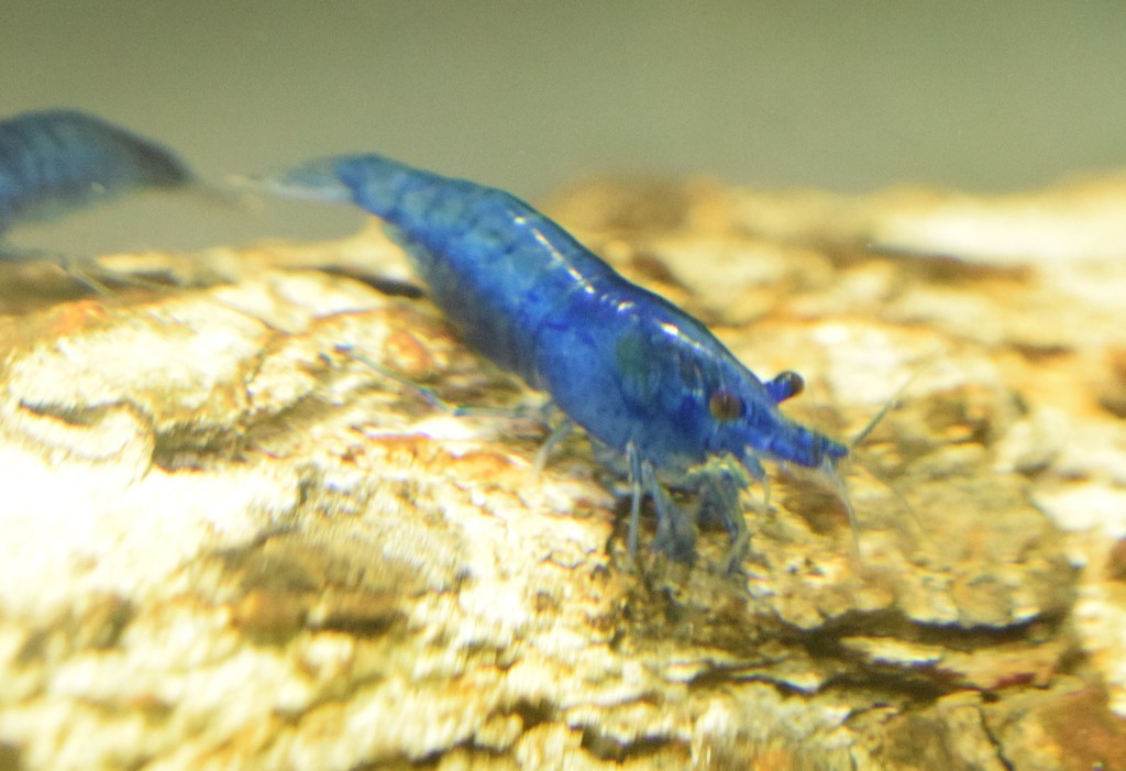 Blue Dream Shrimp