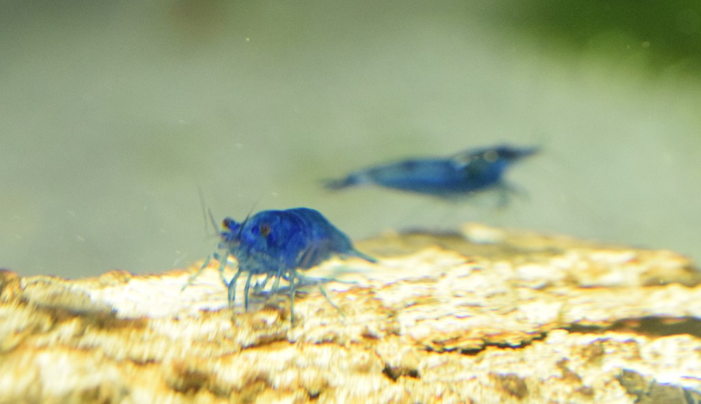 Blue Dream Shrimp