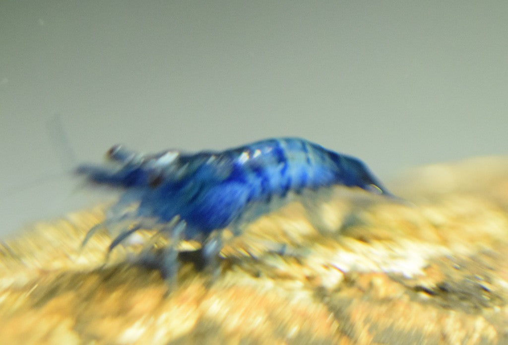Blue Dream Shrimp